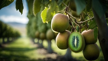 Kiwis in der Produktion