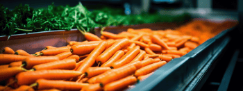 Carrots in production