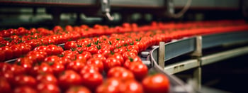 Tomaten in der Produktion