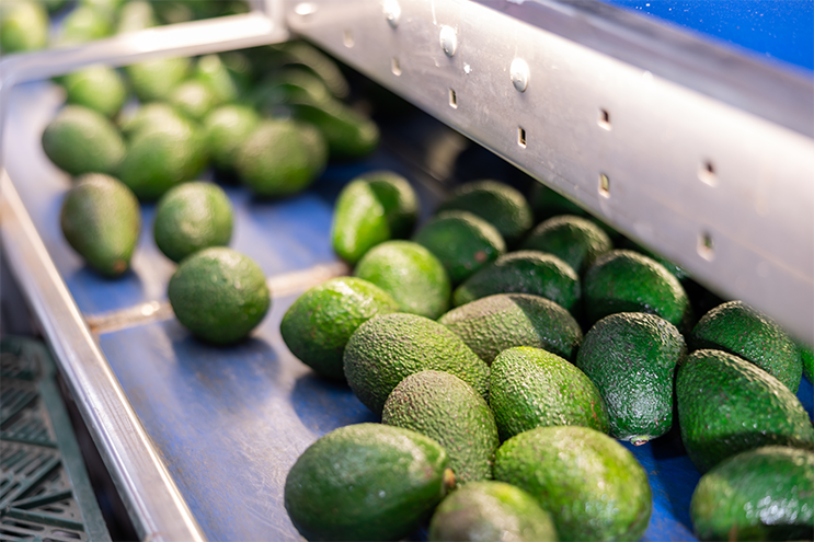 Avocado in production